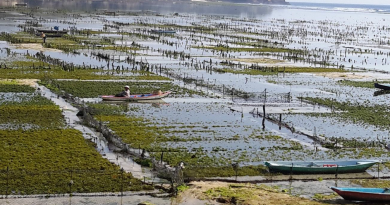 Seaweed for community, seaweed for conservation!